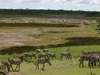Ndutu Safari Lodge - Wildlife 